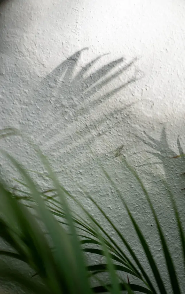 Palm fronds and shadow