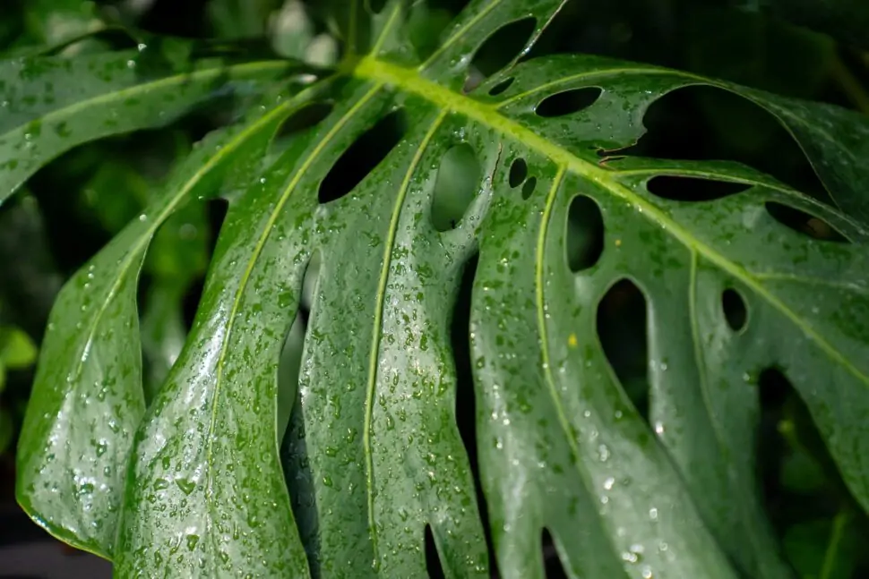 Large plant photo