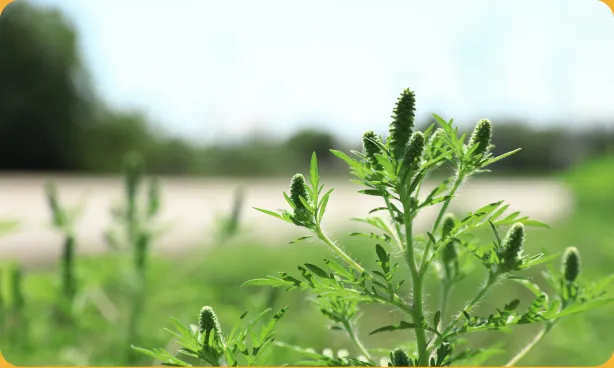 Close-up of a weed growing in a field